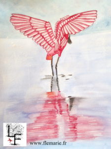 Le flamant rose  Aquarelle et gouache sur papier